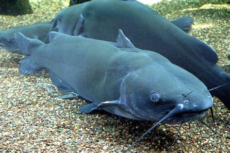 original channel catfish